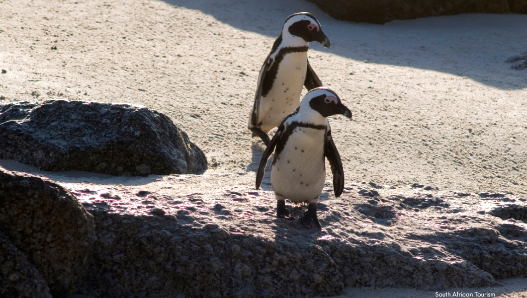 beach penguins